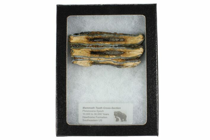 Mammoth Molar Slice With Case - South Carolina #99528